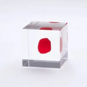 MIYA Company Desk Accessories^Sola Cube Huayruro Seed